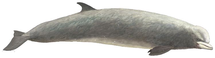Bottlenose whale AnimalBase Hyperoodon ampullatus picture homepage