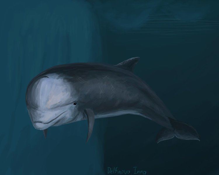Bottlenose whale Hyperoodon planifrons by DelfinovaInna on DeviantArt