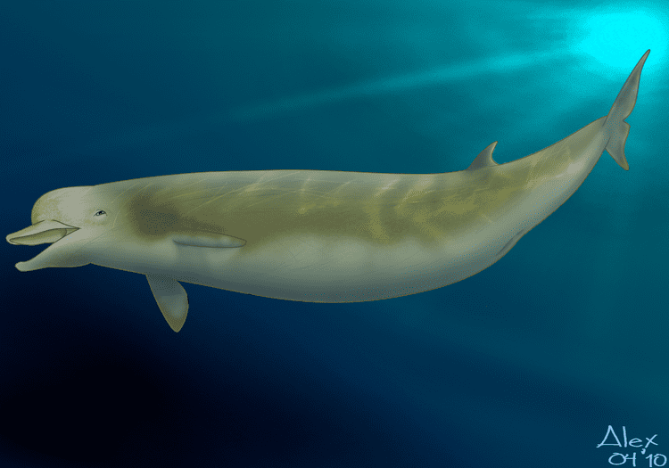 Bottlenose whale Hyperoodon planifrons by AngelMC18 on DeviantArt