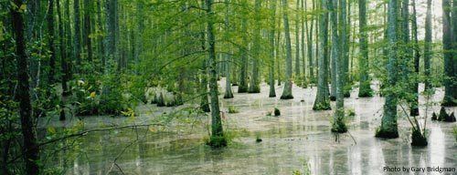 Bottomland hardwood forest What is a Bottomland Hardwood Forest