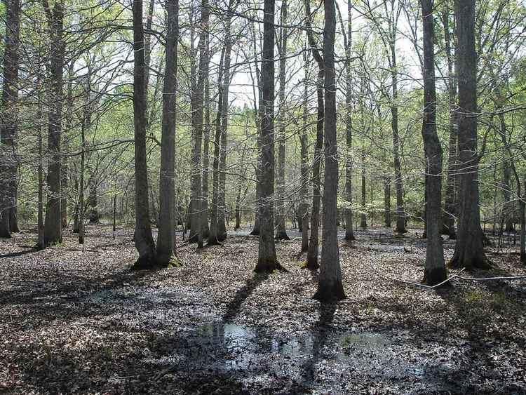 Bottomland hardwood forest httpsuploadwikimediaorgwikipediacommonsbb