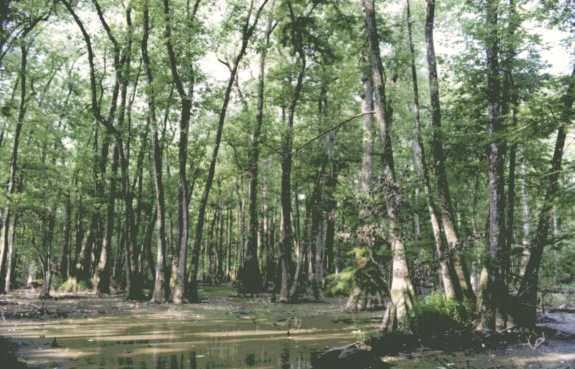 Bottomland hardwood forest Major Ecosystems and Regions AcadianPontchartrain NAWQA