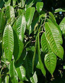 Bouea macrophylla httpsuploadwikimediaorgwikipediacommonsthu