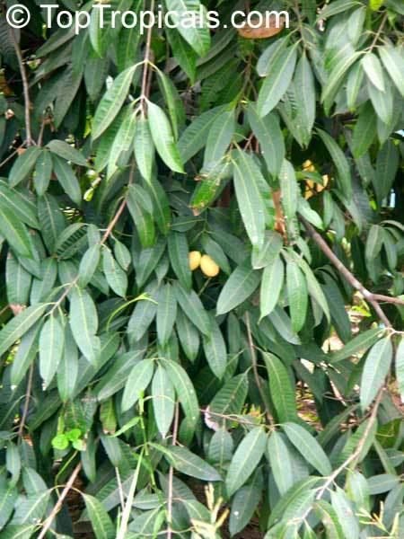 Bouea macrophylla Bouea burmanica Bouea macrophylla Marian plum Maprang Mapraang