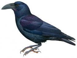Bougainville crow wwwhbwcomsitesdefaultfilesstyleslargeapub