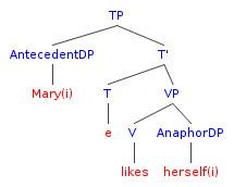Bound variable pronoun