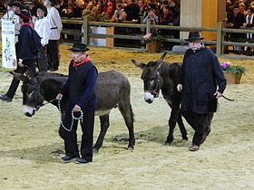 Bourbonnais Donkey httpsuploadwikimediaorgwikipediacommonsthu