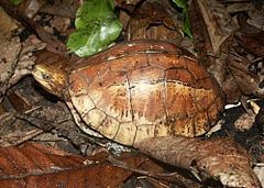 Bourret's box turtle httpsuploadwikimediaorgwikipediacommonsthu