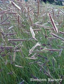 Bouteloua Bouteloua gracilis Blue Grama Mosquito Grass