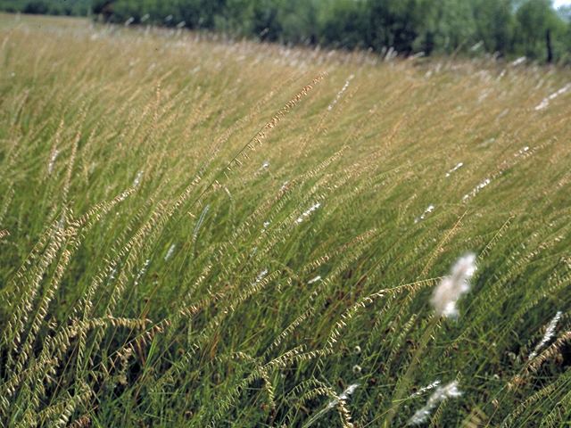 Bouteloua curtipendula Bouteloua curtipendula Sideoats grama NPIN