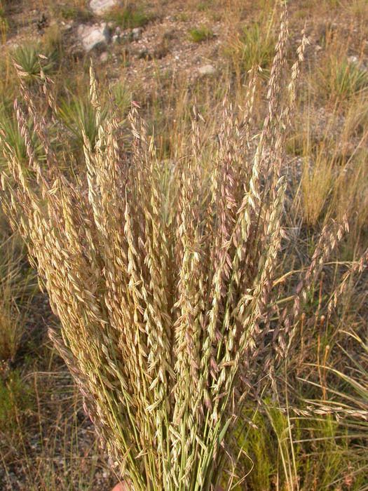 Bouteloua curtipendula Bouteloua at Digging Dog Bouteloua curtipendula Bouteloua