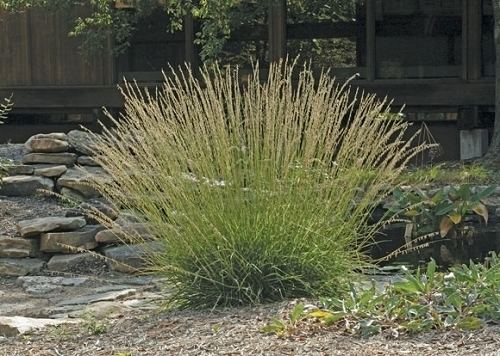 Bouteloua curtipendula Sideoats Grama Bouteloua curtipendula