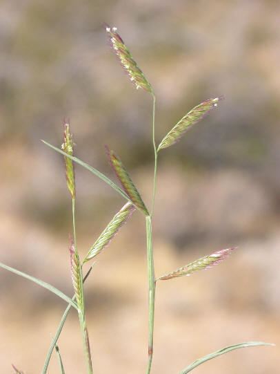 Bouteloua eriopoda Black grama Bouteloua eriopoda