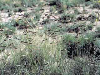 Bouteloua eriopoda Bouteloua eriopoda Black grama NPIN