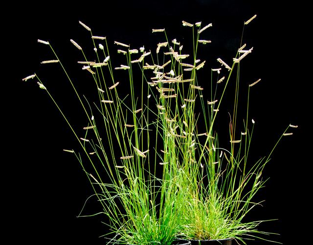 Bouteloua gracilis Bouteloua gracilis Blue Grama Mosquito Grass Gardening and