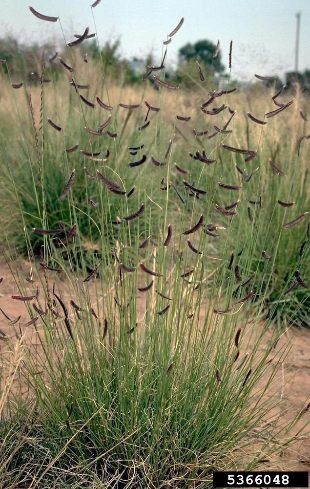 Bouteloua gracilis Bouteloua gracilis blue grama Go Botany