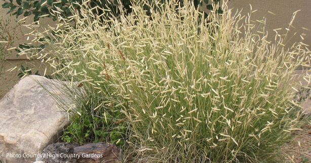 Bouteloua gracilis 1000 images about bouteloua gracilis on Pinterest Gardens Smooth