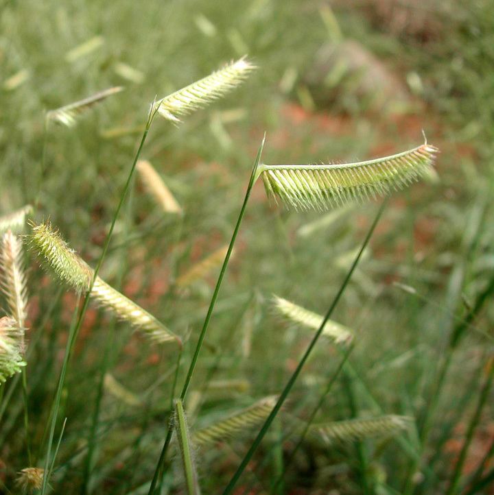 Bouteloua gracilis SEINet Arizona Chapter Bouteloua gracilis