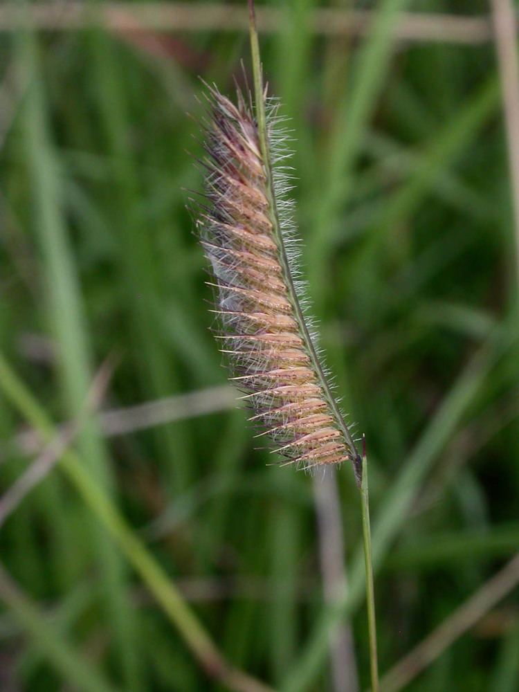 Bouteloua hirsuta Bouteloua hirsuta Poaceae image 12042 at PhytoImagessiuedu