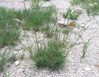 Bouteloua trifida Grass Chloridoideae Cynodonteae Grama