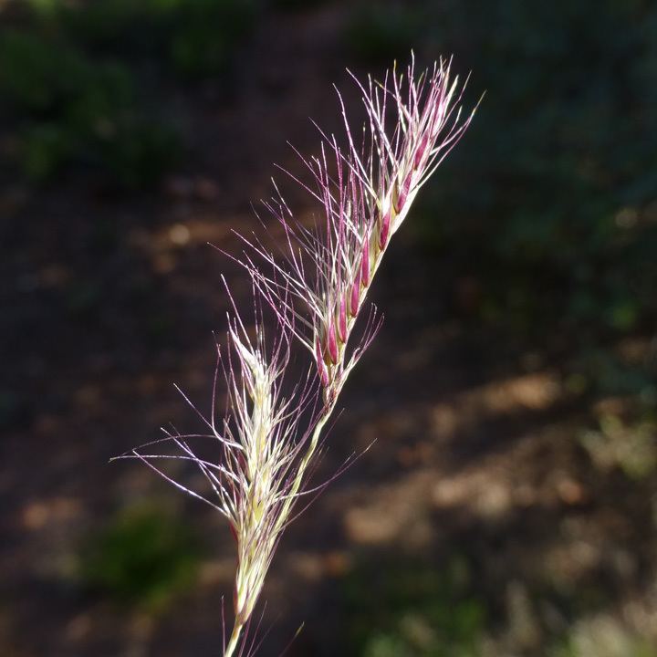 Bouteloua trifida SEINet Arizona Chapter Bouteloua trifida