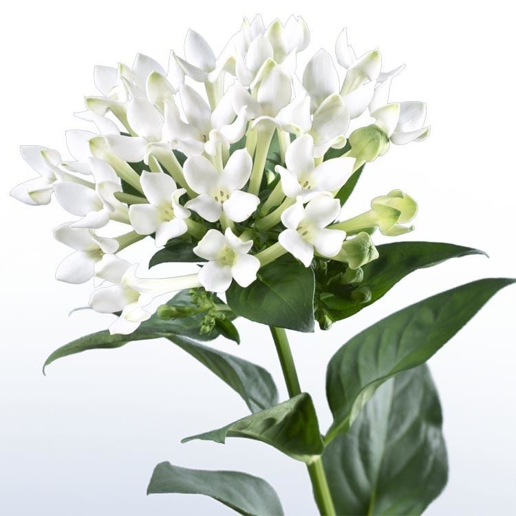 Bouvardia Bouvardia enkelbloemig 39Royal White Verde39 Bouvardia Flowers