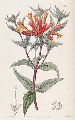 Bouvardia ternifolia httpsuploadwikimediaorgwikipediacommonsthu