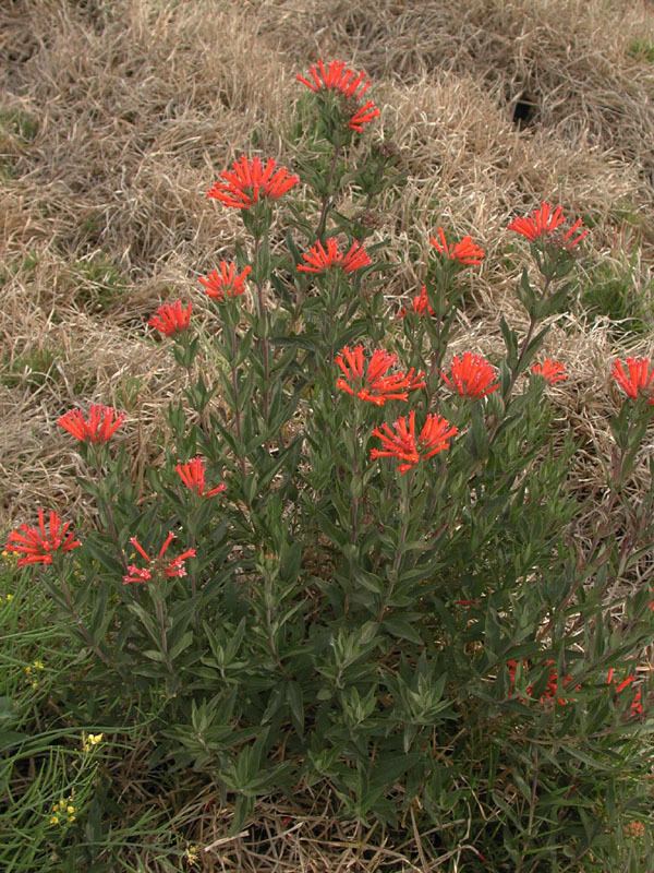 Bouvardia ternifolia Bouvardia ternifolia fotos