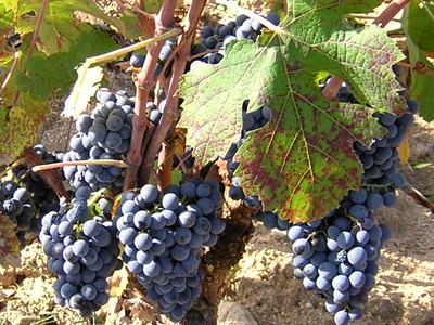 Bovale Vivaio Simbula Grafted grape plants Red grapes Bovale of Spain