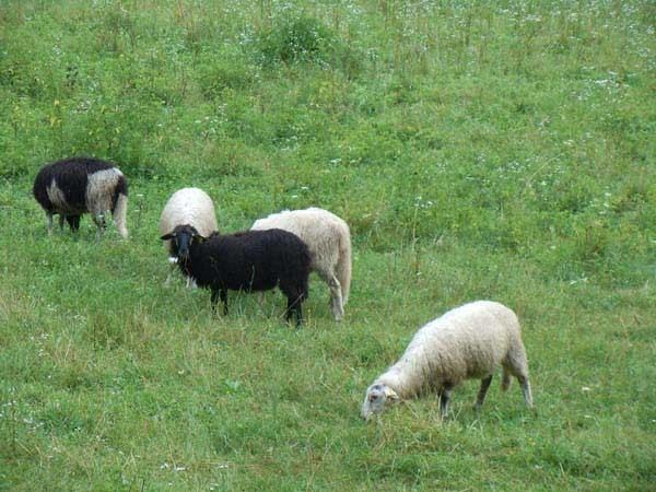 Bovec sheep wwwtravelsloveniasiwpcontentuploads201408