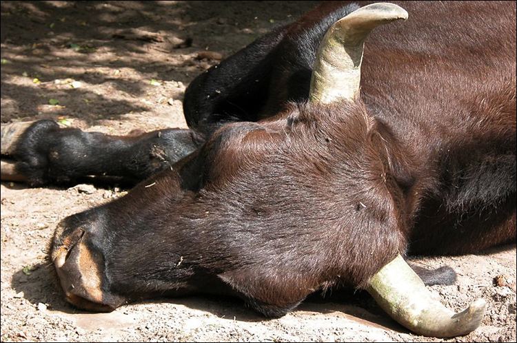 Bovid hybrid