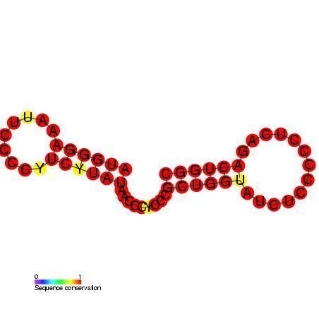 Bovine leukaemia virus RNA packaging signal