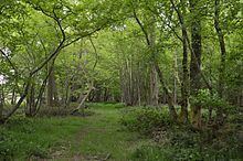 Bovingdon Hall Woods httpsuploadwikimediaorgwikipediacommonsthu