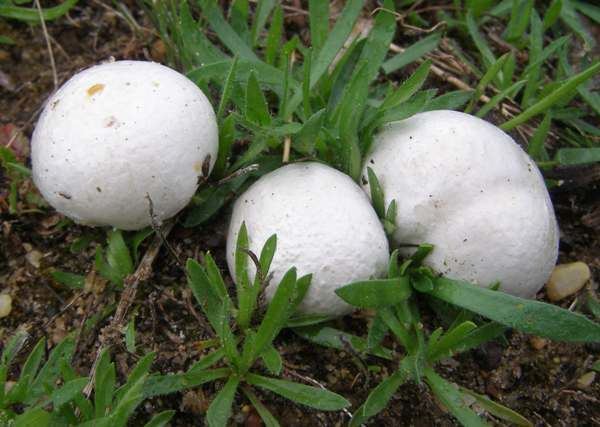 Bovista plumbea Bovista plumbea Grey Puffball mushroom