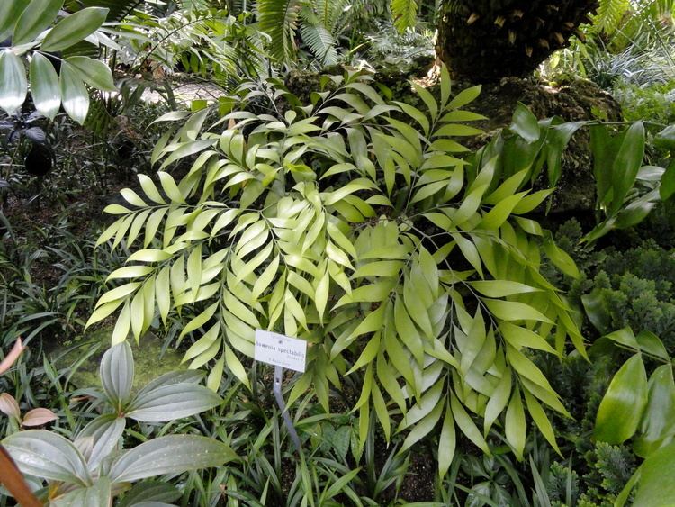 Bowenia Bowenia spectabilis Useful Tropical Plants