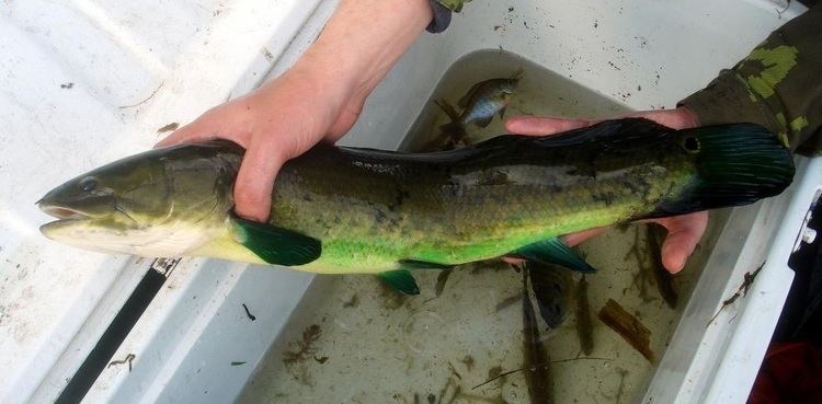 Bowfin Adventures with Bowfin North America39s Underdogfish Cool Green