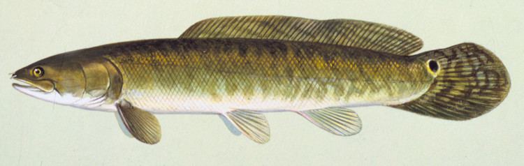 Bowfin Fish Details