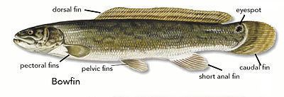 Bowfin httpsuploadwikimediaorgwikipediacommonsthu