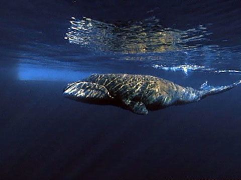 Bowhead whale Bowhead Whale