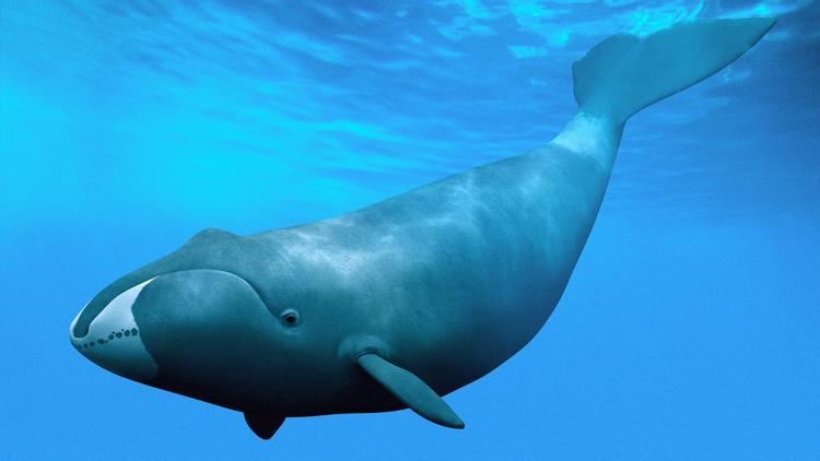 Bowhead whale How some whales live more than 200 years Science AAAS