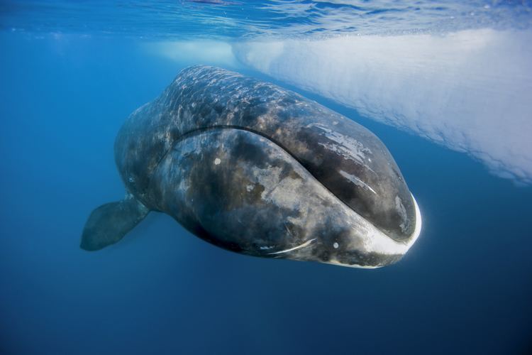 Bowhead whale Bowhead Whale The Canadian Encyclopedia