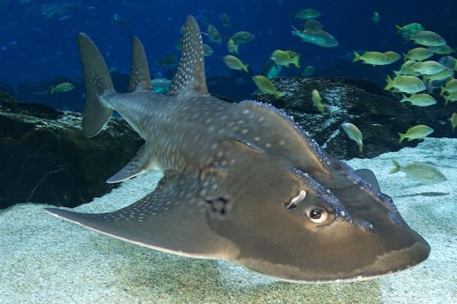 Bowmouth guitarfish Impurest39s Guide to Animals 106 Bowmouth Guitarfish OffTopic