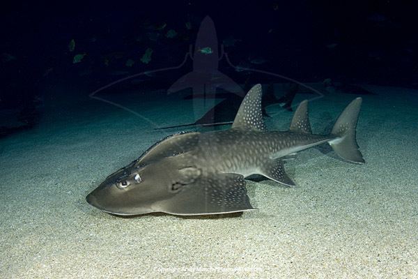 Bowmouth guitarfish Bowmouth guitarfish pictures Images of Rhina ancylostoma the bow