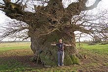 Bowthorpe Oak httpsuploadwikimediaorgwikipediacommonsthu