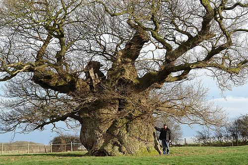 Bowthorpe Oak 1279m Trunk Bowthorpe Oak In South Lincolnshire A joint Flickr