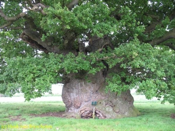 Bowthorpe Oak Pedunculate oak 39The Bowthorpe Oak39 behind the farm in Manthorpe in