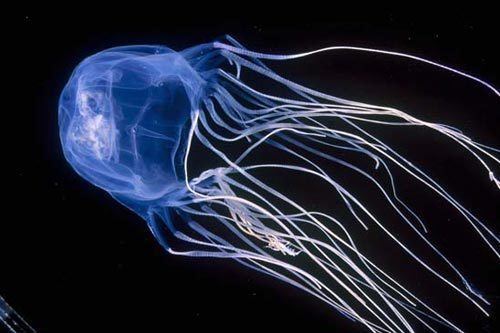 Box jellyfish Box Jellyfish Deadly Venom The Huffington Post