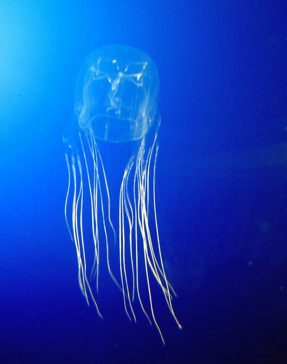 Box jellyfish httpsuploadwikimediaorgwikipediacommonsbb