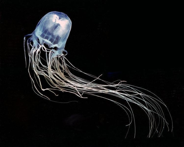 Box jellyfish Better Living Through Venom The New Yorker