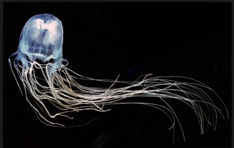 Box jellyfish Box Jellyfish stings To vinegar or not Resus